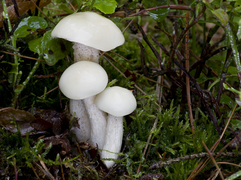 Suillus placidus